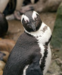 African Penguin