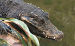 African Dwarf Crocodile
