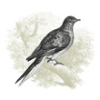 Pigeon