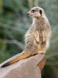 Meerkat