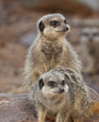 Meerkats
