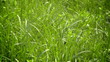 Green grass zoom in Green grass zoom in