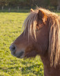 Shetland Pony