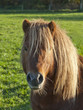 Shetland Pony