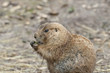Prairie Dog