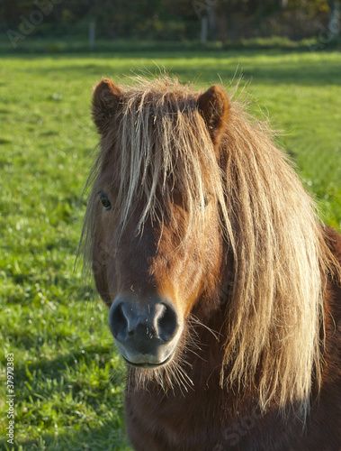 Photo: Shetland Pony Shetland Pony