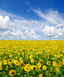 sunflowers