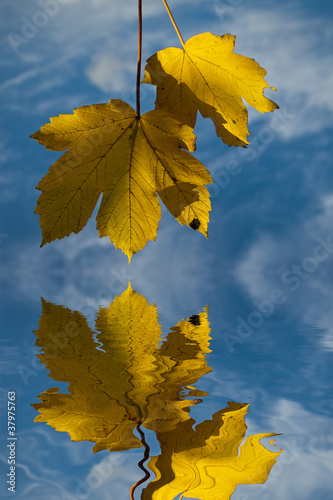 Photo: leaf and reflections leaf and reflections