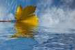 flood and leaf