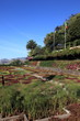 BOTANISCHER GARTEN, FUNCHAL, MADEIRA BOTANISCHER GARTEN, FUNCHAL, MADEIRA