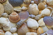 Muschelhintergrund