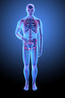 Human skeletal anatomy