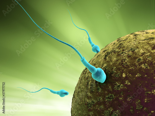 Illustration: Sperm cells reaching fertilizing the egg Sperm cells reaching fertilizing the egg