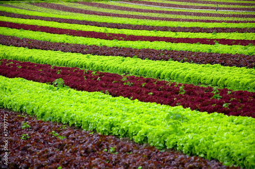 Foto: Salatanbau Salatanbau