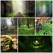 Forrest Compilation