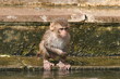 Affenbaby am Wasser