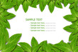 Green Leaf Background Green Leaf Background