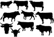 silhouettes vaches taureaux