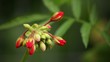 Red Blossoms