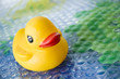 yellow duck toy