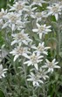 edelweiss 2