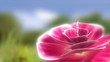 animated backdrop with flower and falling drop and alfa channel animated backdrop with flower and falling drop and alfa channel