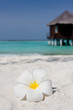 Photo: Flower on a white sandy beach Flower on a white sandy beach