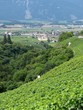 aigle