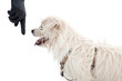 dog education