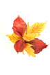 Photo: Autumn leaves Autumn leaves