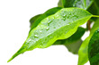 Leaf of a green plant isolated on white