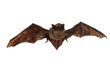 Fledermaus beim Fliegen