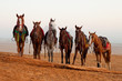 horses in desert near  pyramids in Giza