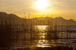Chiemsee Schilf