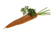SIngle Carrot with Leaf SIngle Carrot with Leaf