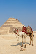 camel and the step pyramid of Djoser in Saqqara