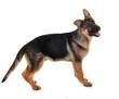 berger allemand
