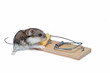 a baby mouse in a mousetrap a baby mouse in a mousetrap