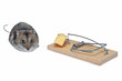 a baby mouse in a mousetrap a baby mouse in a mousetrap