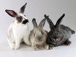 Foto: Retrato de tres conejos. Retrato de tres conejos.