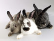 Foto: Retrato de tres conejos. Retrato de tres conejos.