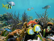 Tropical seabed Tropical seabed