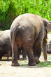 Photo: Big Elephants Big Elephants
