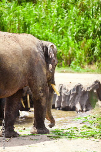 Foto: Big Elephants Big Elephants