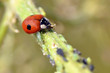 Macro of ladybug (Adalia bipunctata)) eating aphids