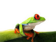 Rotaugenlaubfrosch 107 Agalychnis callidryas