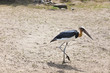 Old Big Marabou