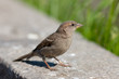 Portrait of a sparrow