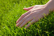 Photo: Hand with grass Hand with grass
