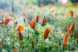 Tulips under the sun